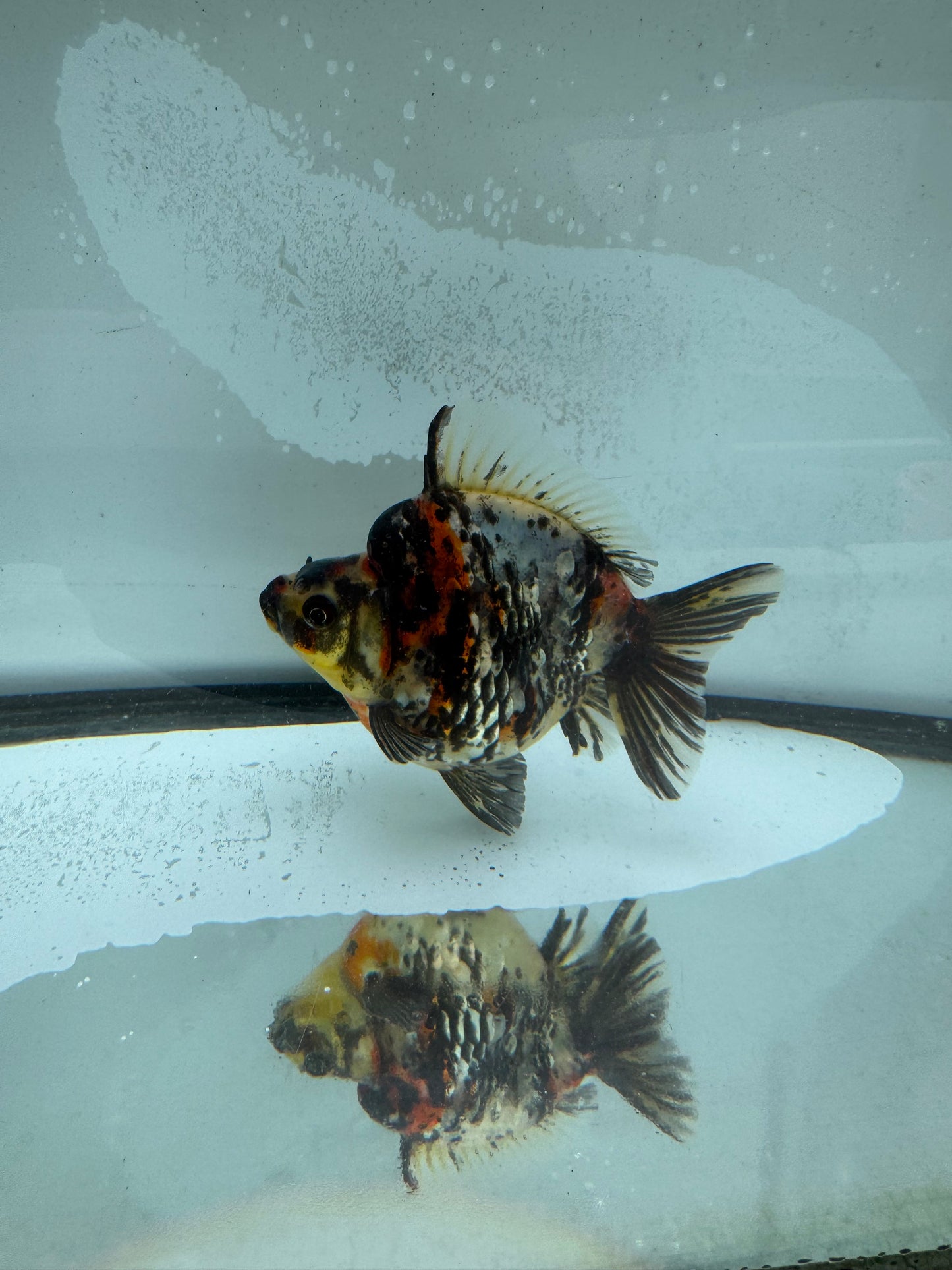 Calico Ryukin. WVF969