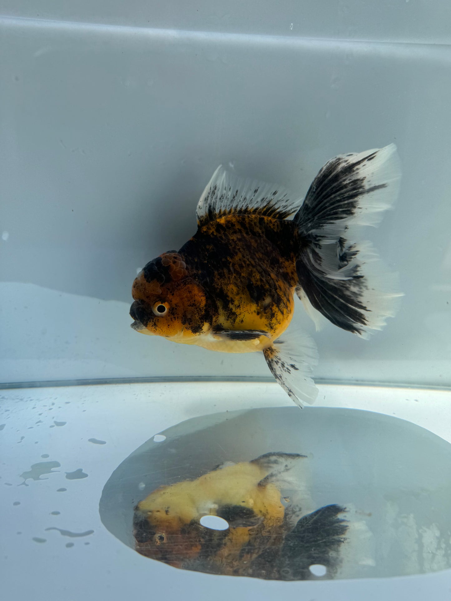 Kirin Oranda.  WVF148