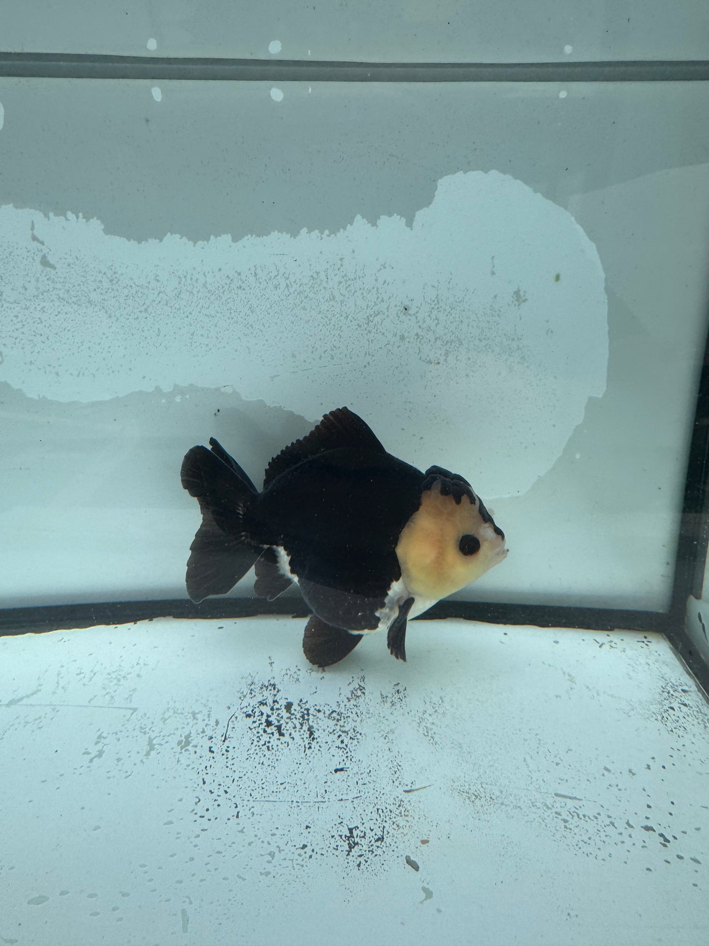 Short tail panda  oranda.  WVF927