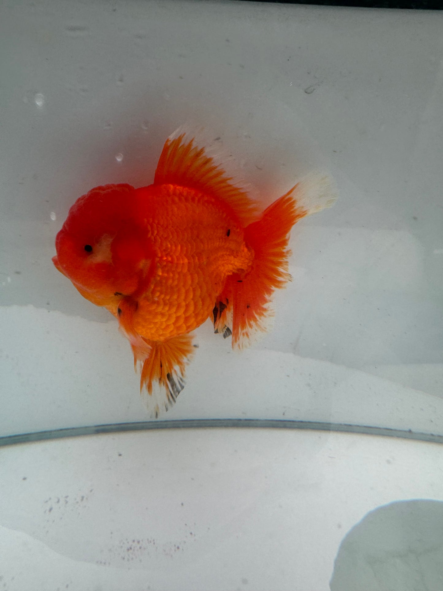 Original Shogun Oranda.  WVF085