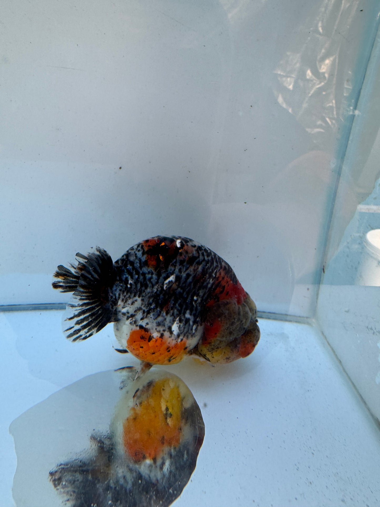 Calico Ranchu.  WVF120