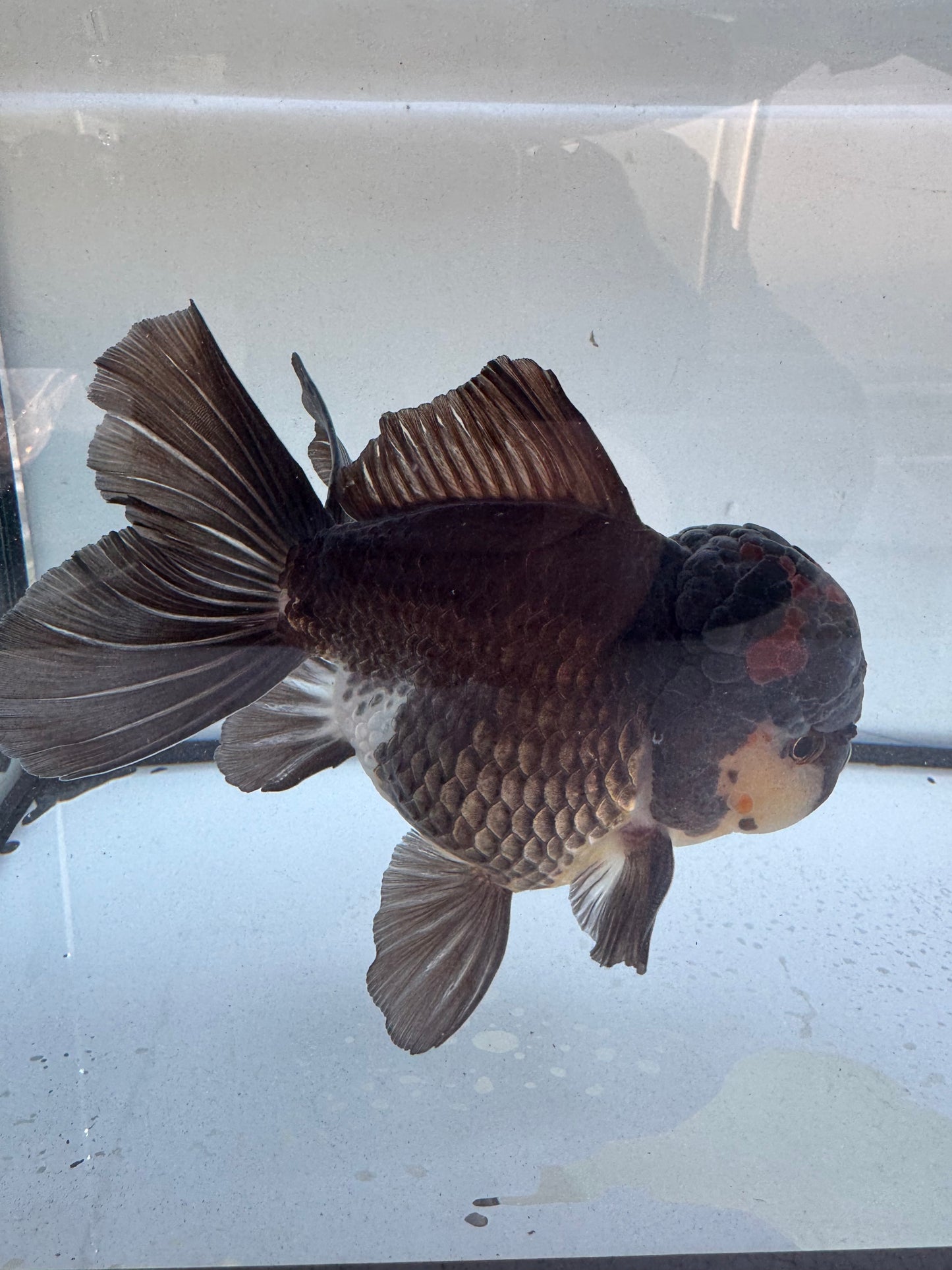 Panda / Tricolour. WVF600