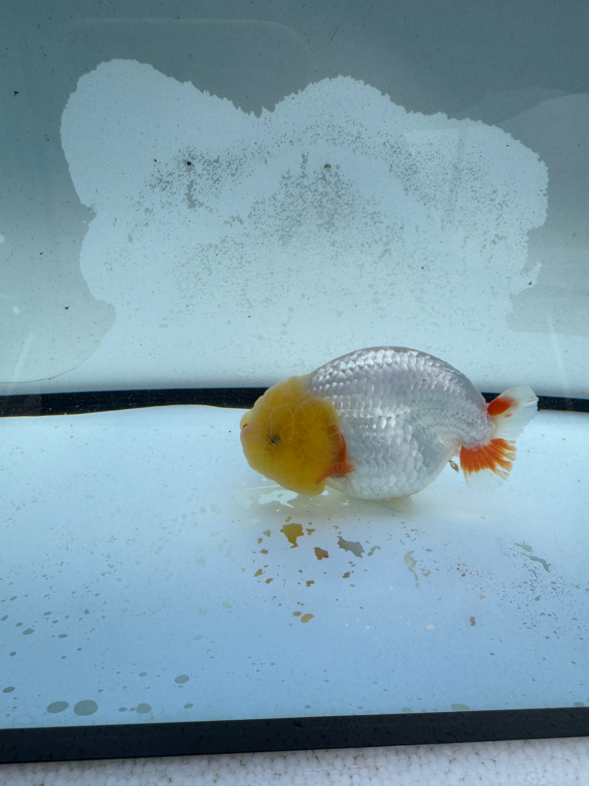 Dragonhead Ranchu. WVF1181
