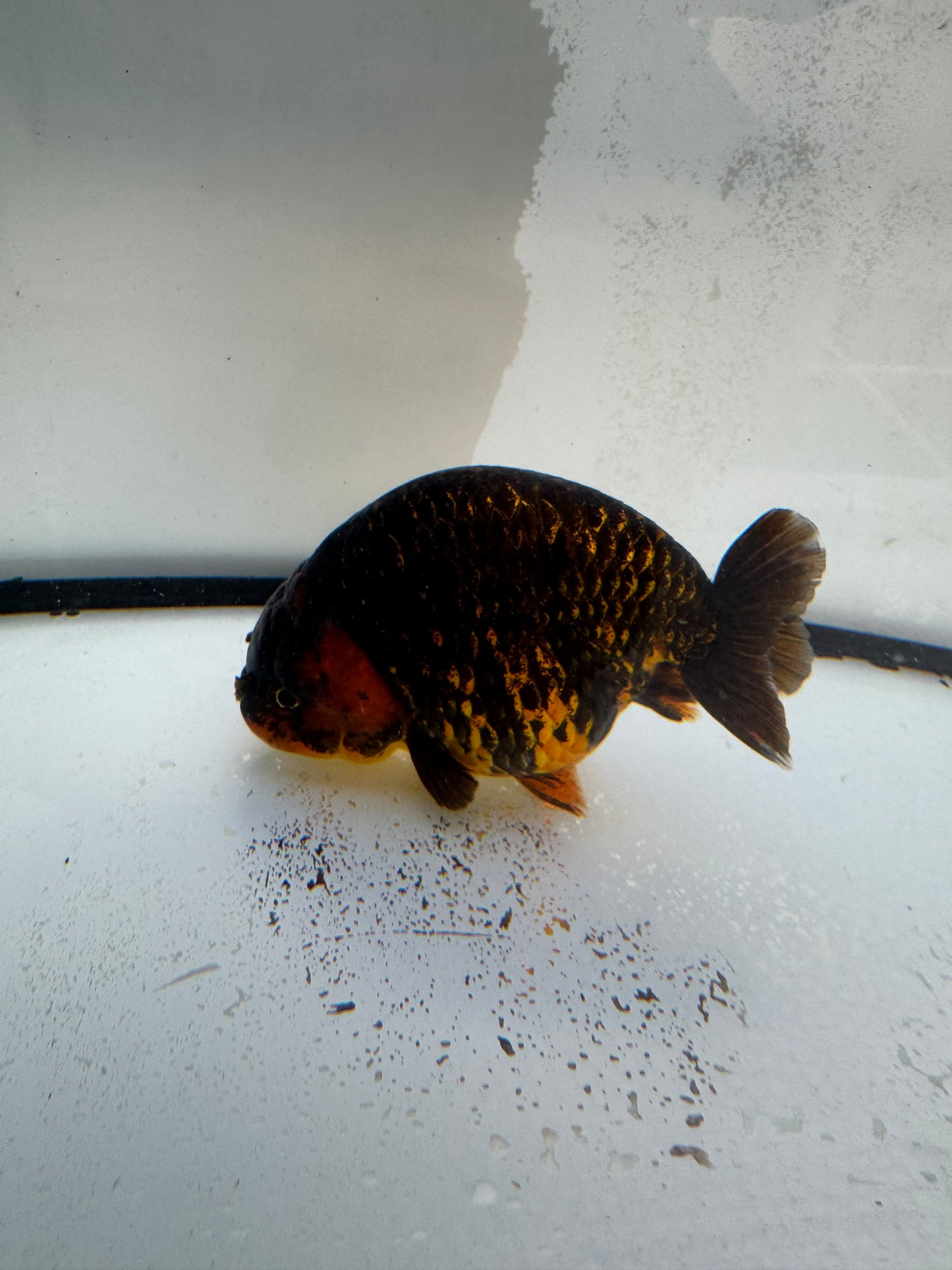 Tiger Ranchu. WVF1099