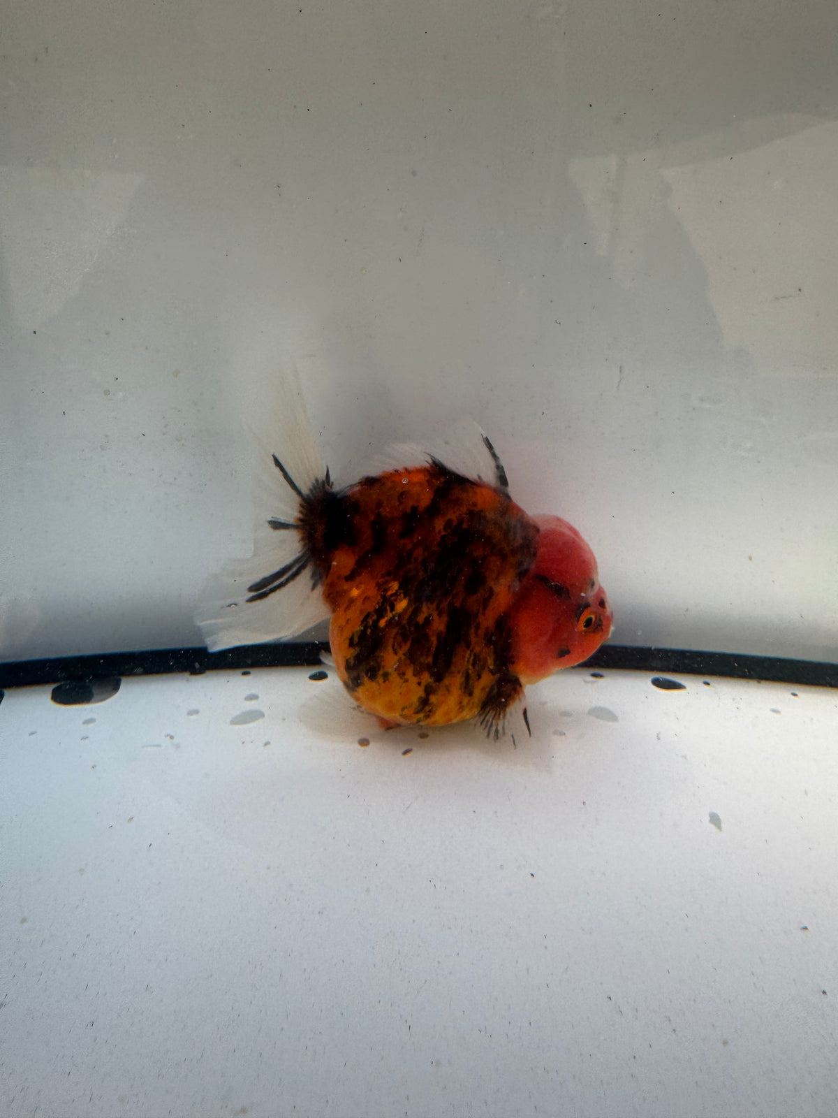 Red tiger Oranda. WVF1230