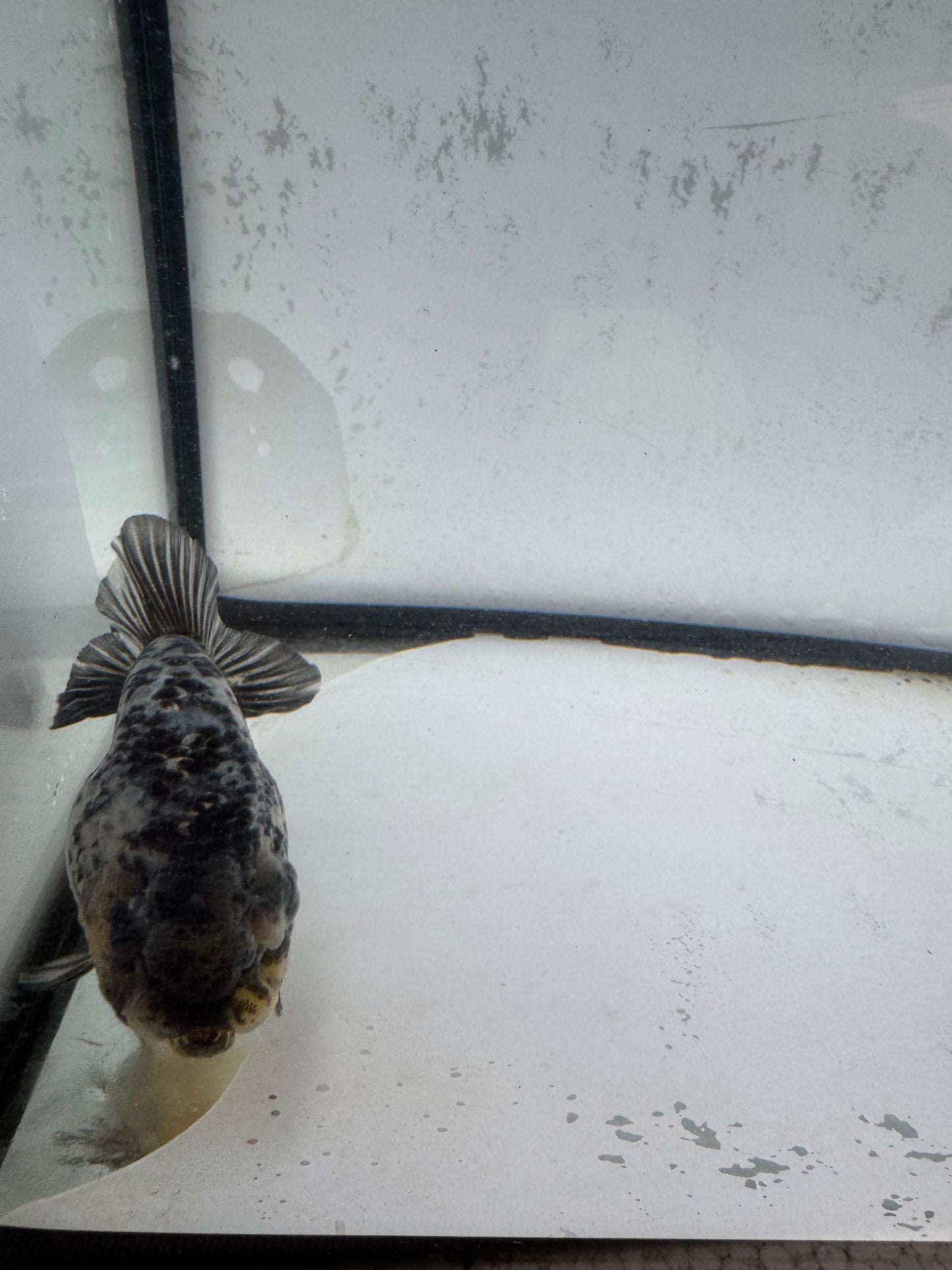 White Tiger ranchu. WVF589