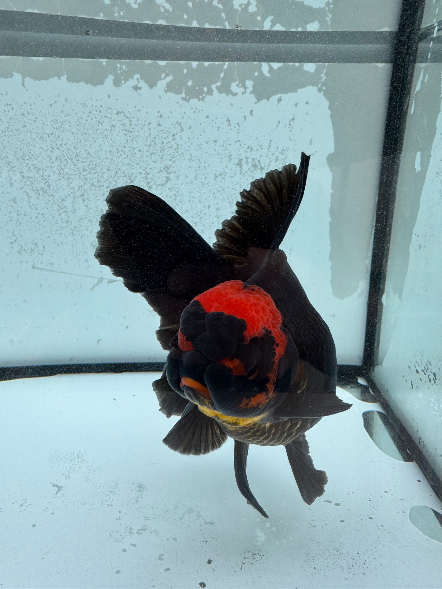 Redhead black Oranda. WVF1133