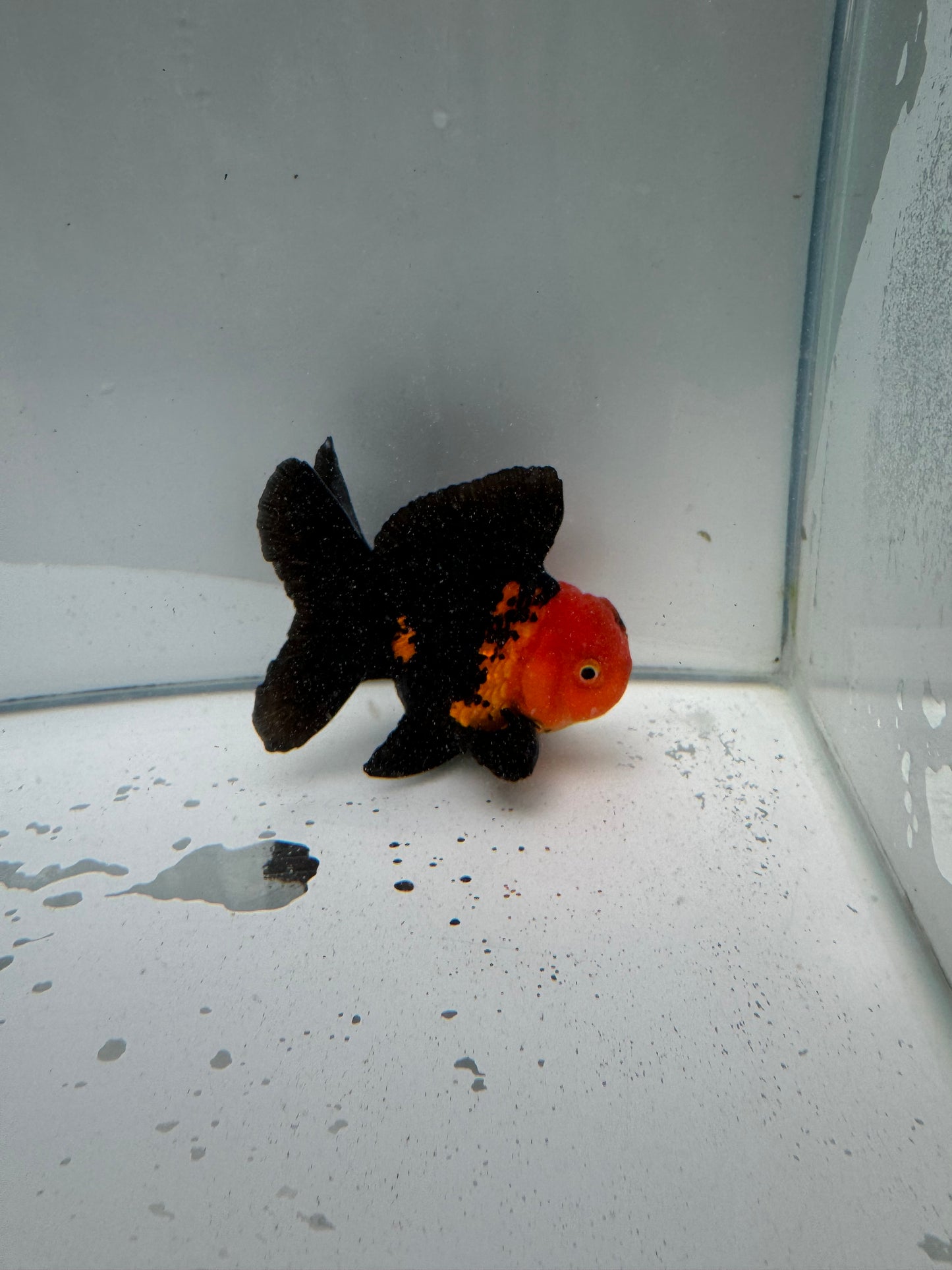 Apache Oranda. wVF014