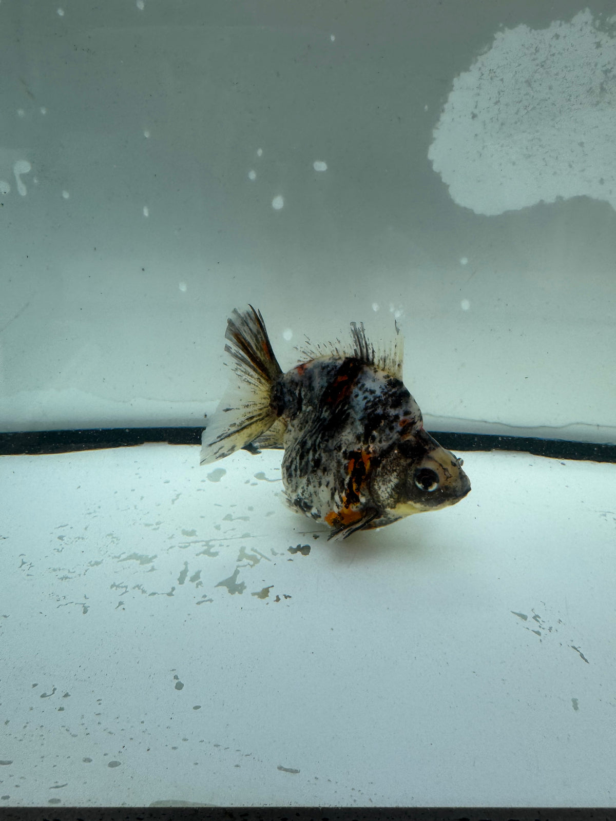 Calico Ryukin. WVF1206