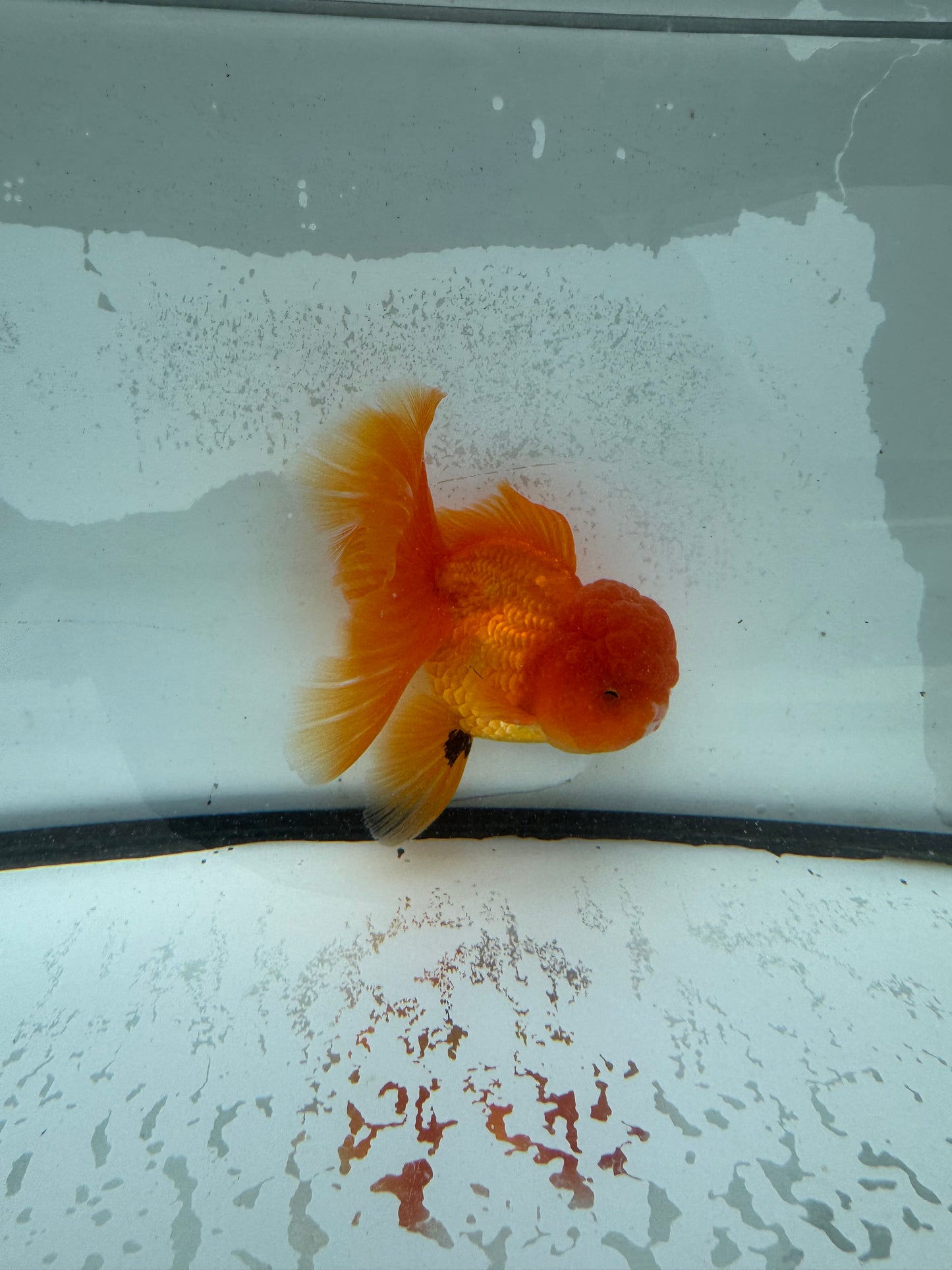 Red Oranda. WVF988