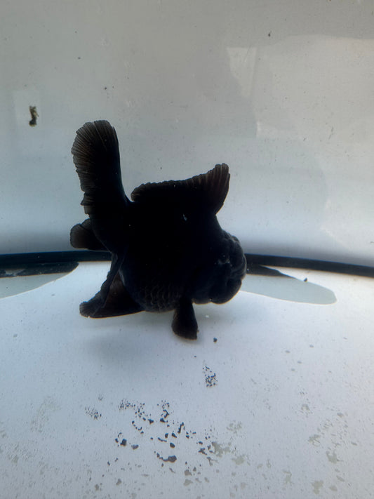 Black Oranda.  WVF1242