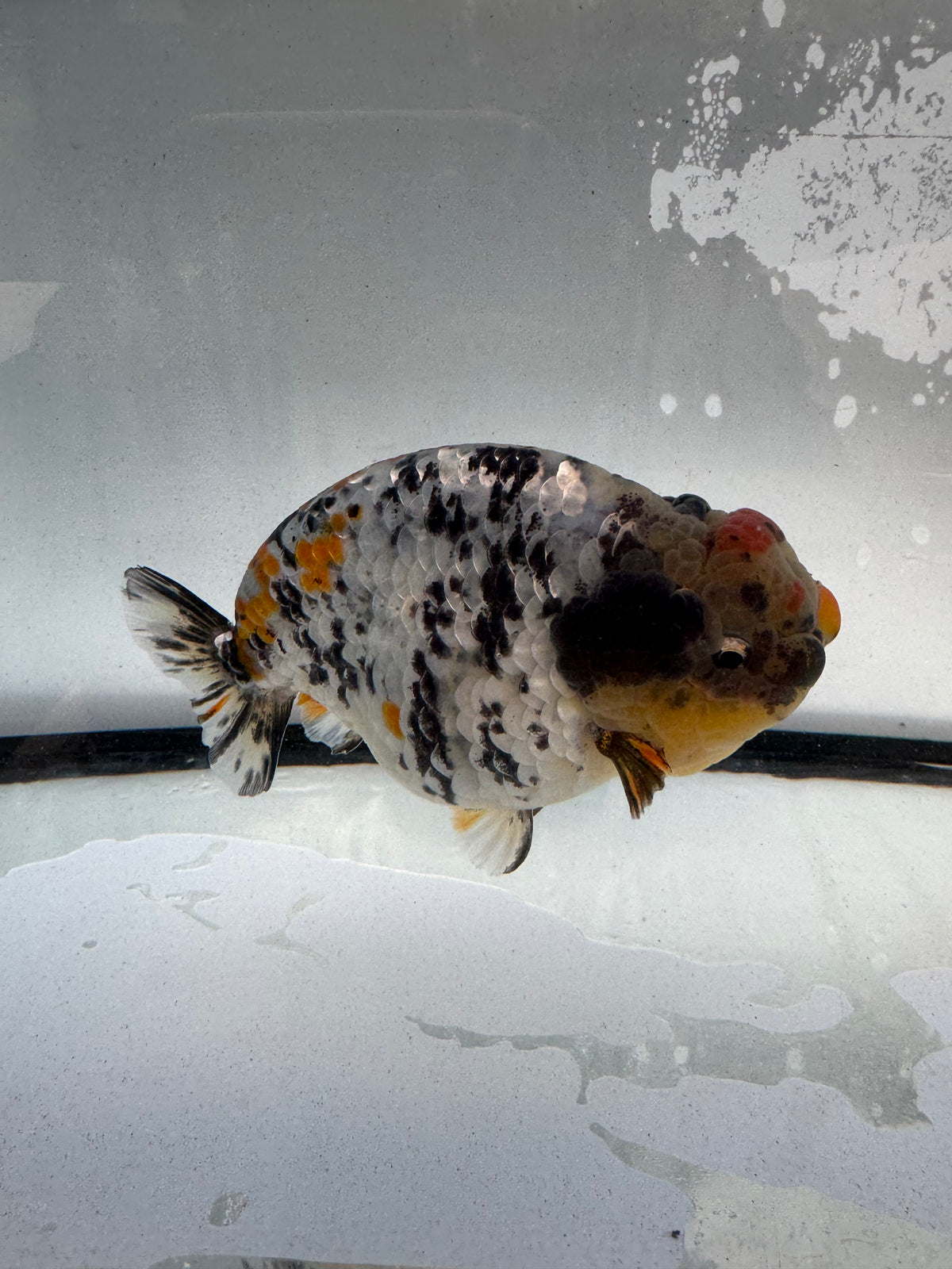 Metalic Calico Ranchu. WVF1233
