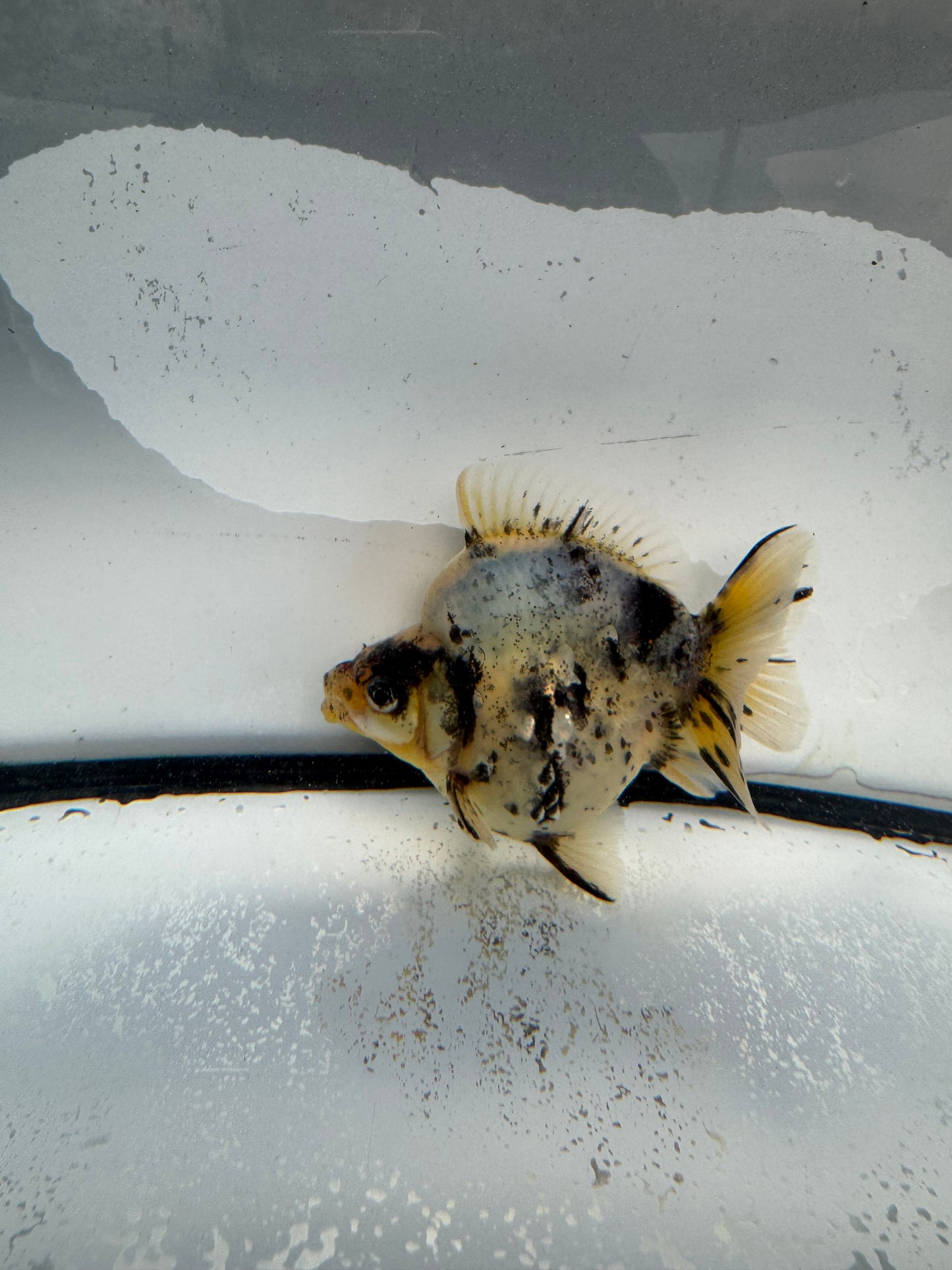 Calico Ryukin. WVF1028