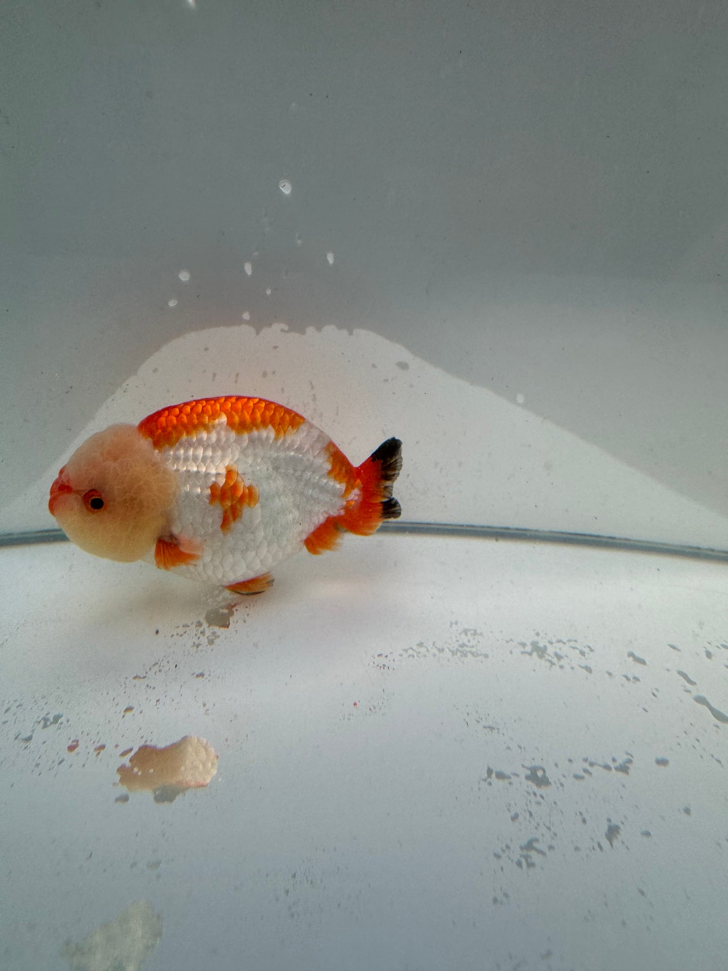 Red&white Ranchu.  WVF034