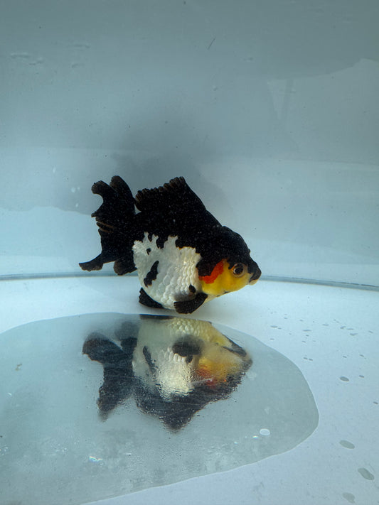 Panda/tricolour Oranda direct from Nana fish farm