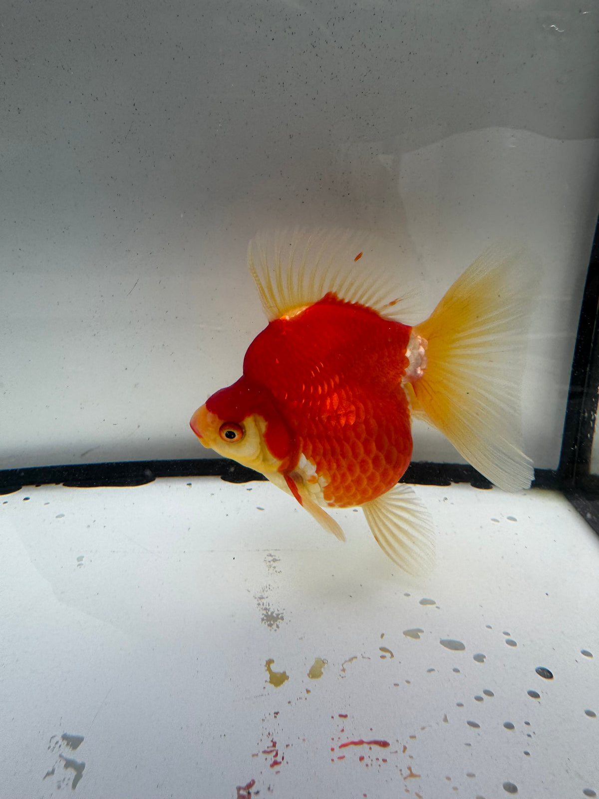 Red&white Ryukin. WVF1200
