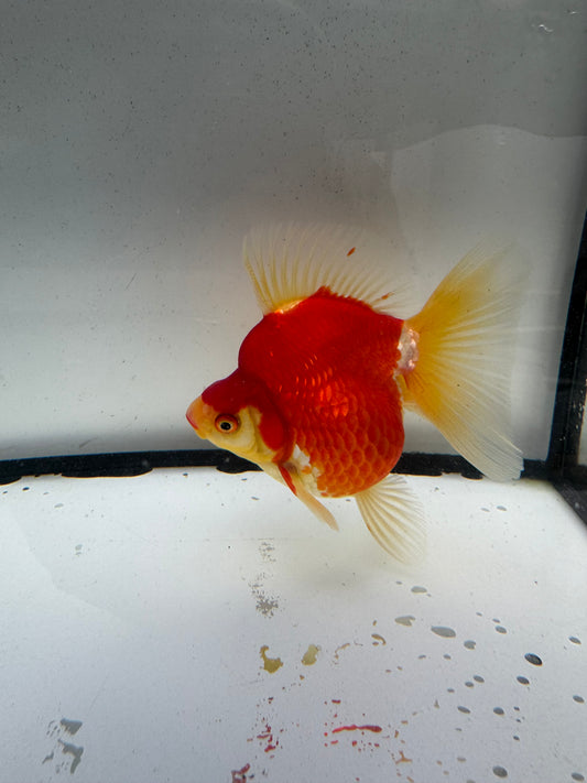 Red&white Ryukin. WVF1200