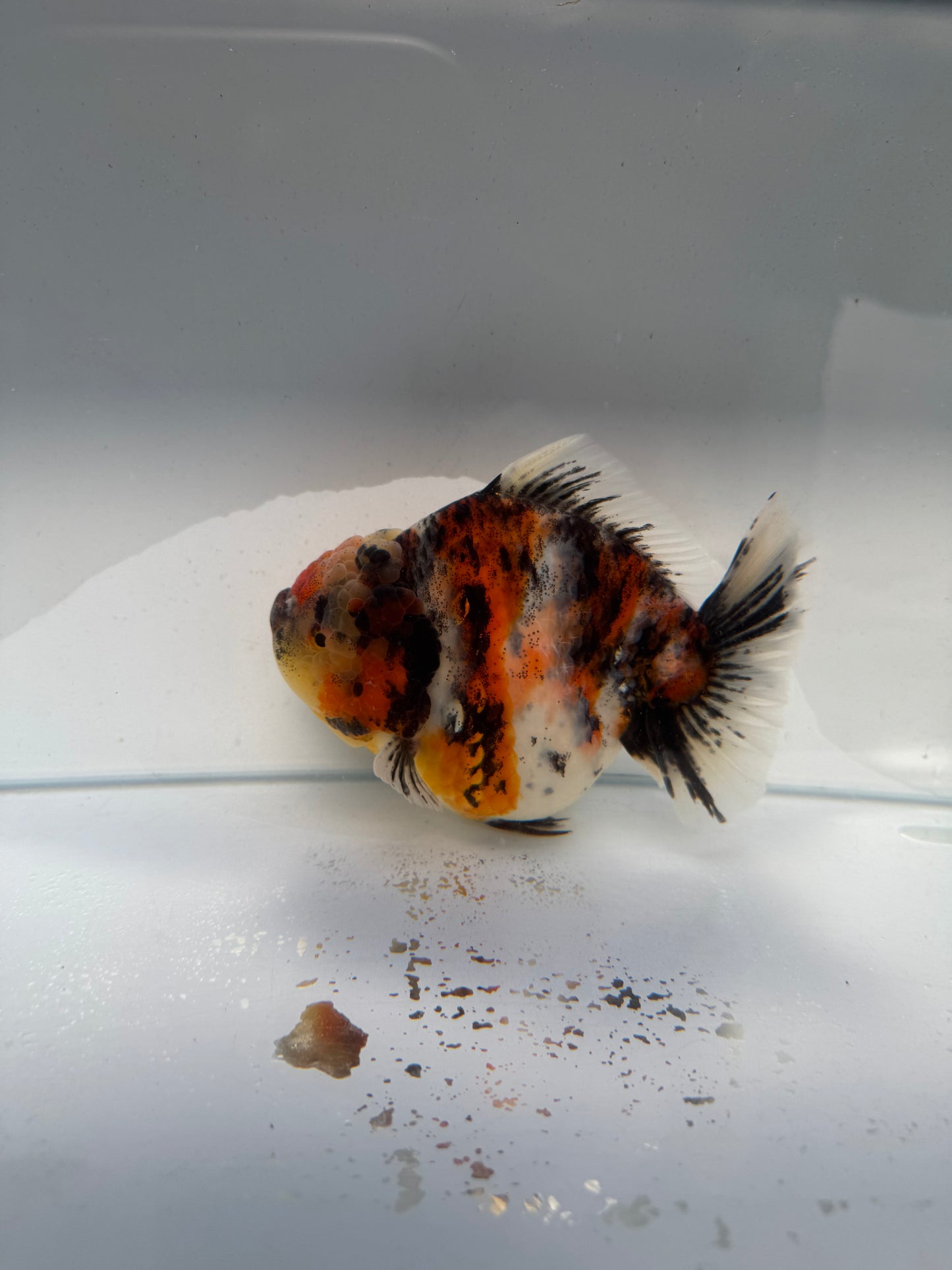 Calico Oranda direct from Meng Lee. WVF213
