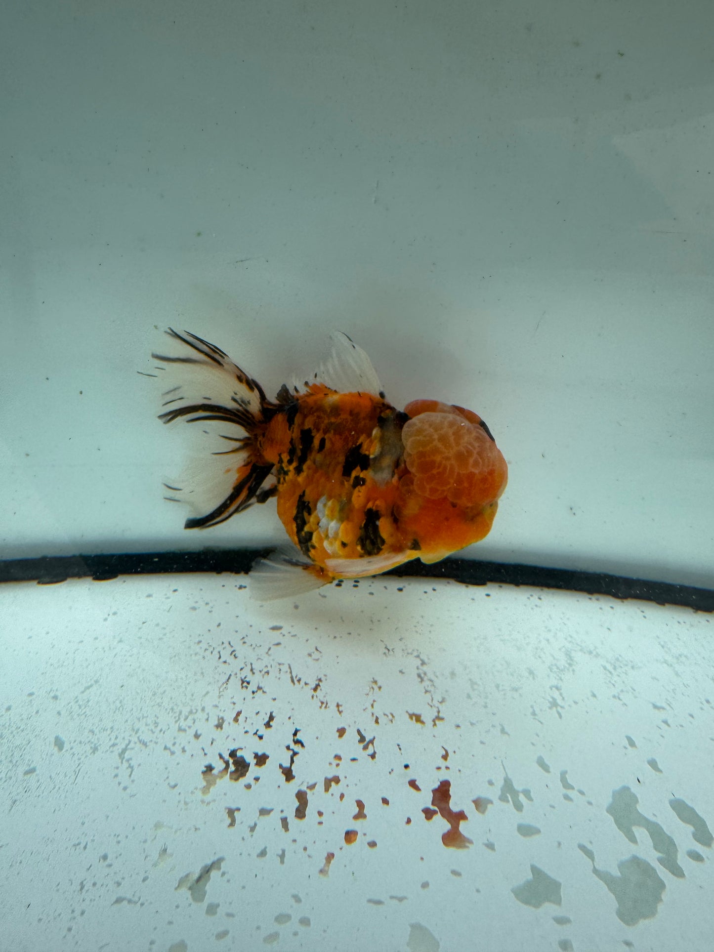 Calico Oranda. WVF1048