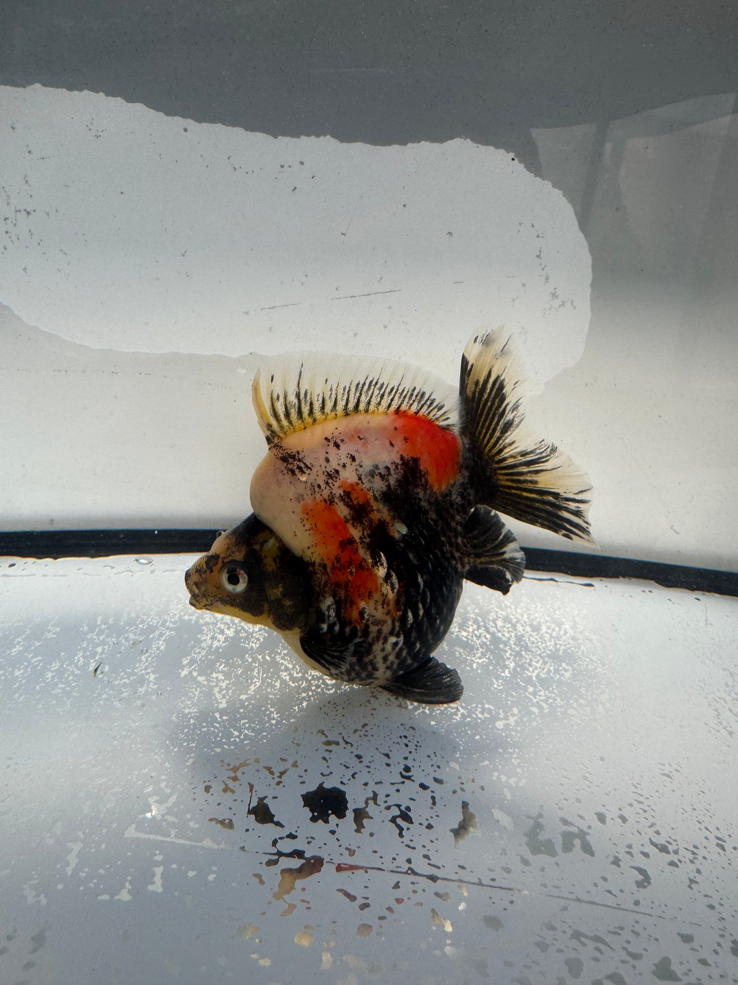 Calico Ryukin. WVF1021