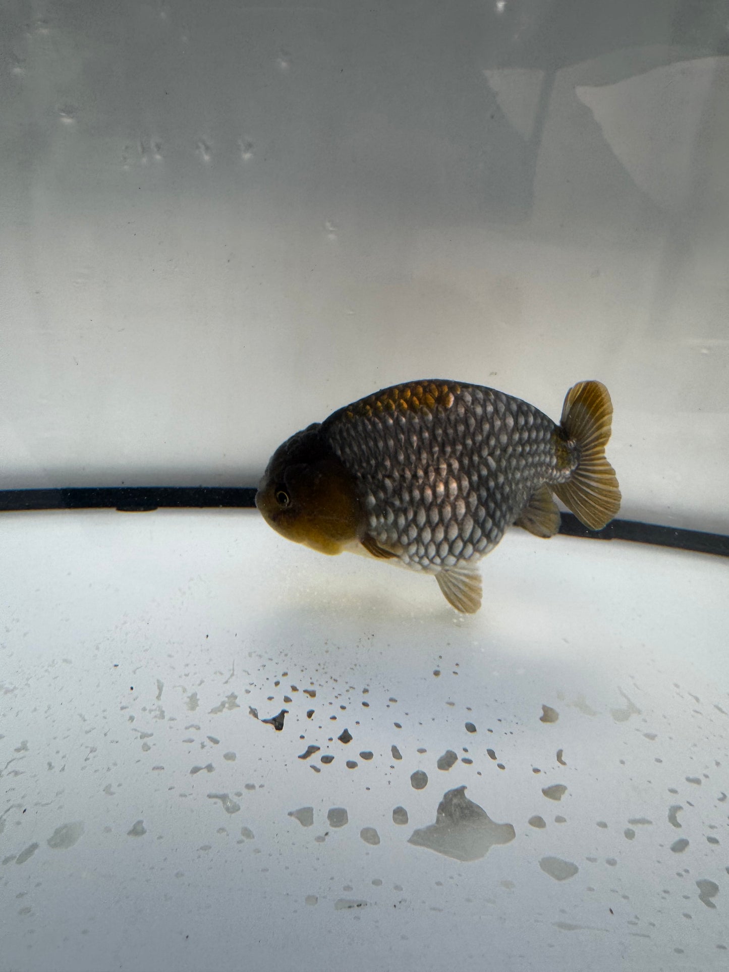Ochiba Ranchu. WVF1093