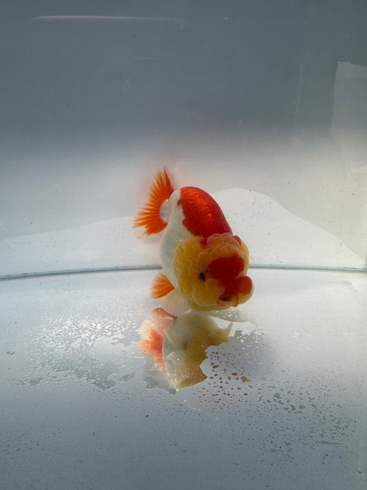 Red&white Ranchu.  WVF105