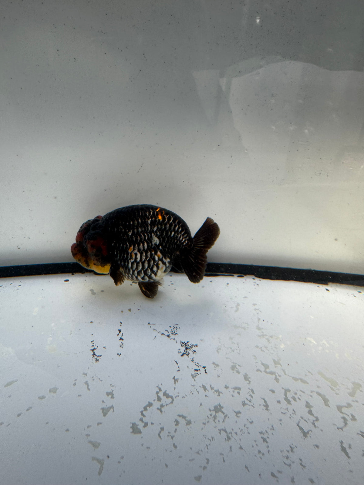 Metalic calico Ranchu. WVF1190
