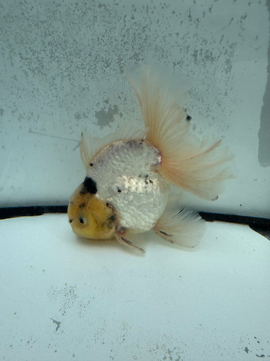 Panda Oranda. WVF1135