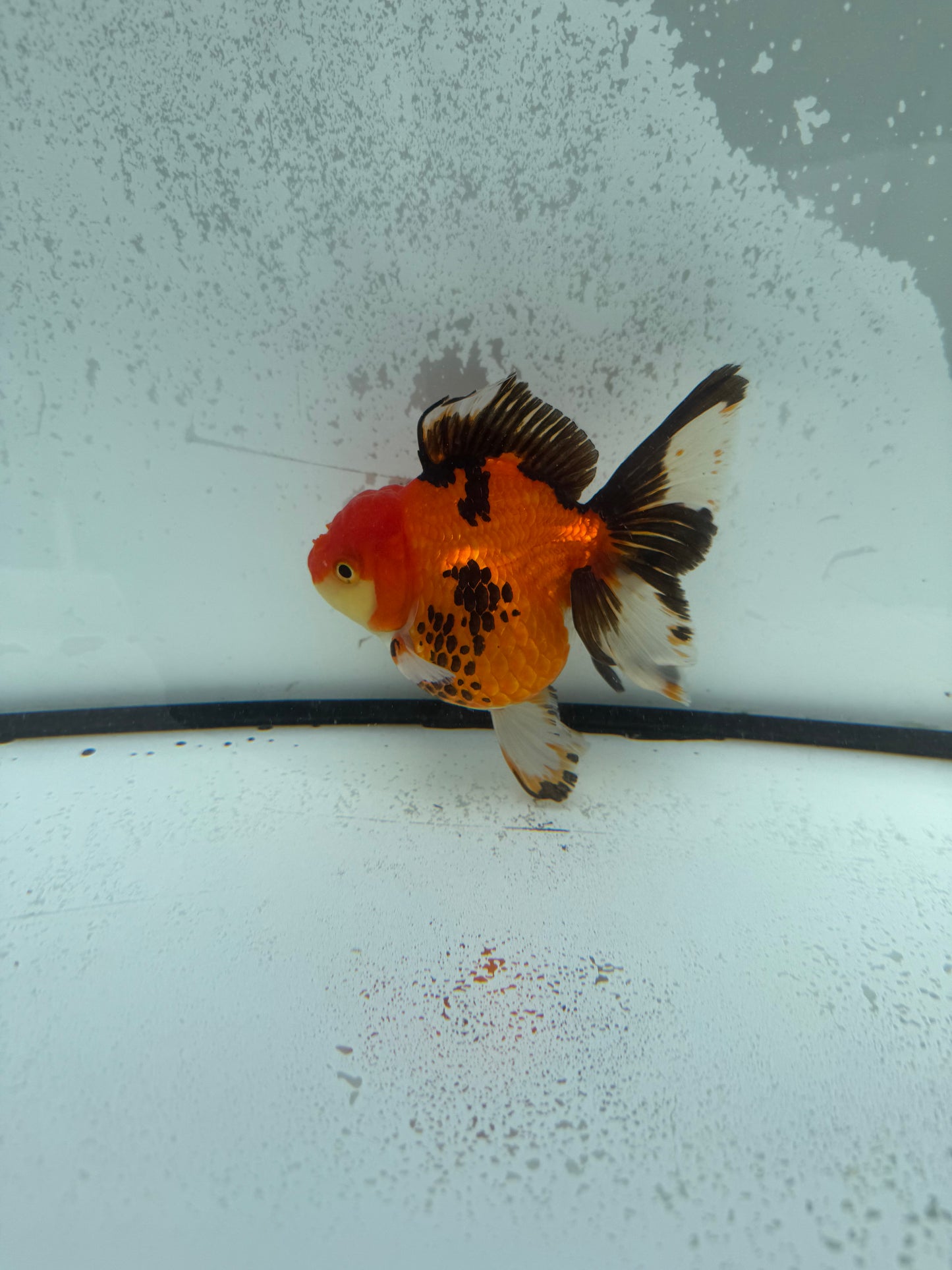 Tricolour Oranda.  WVF1144
