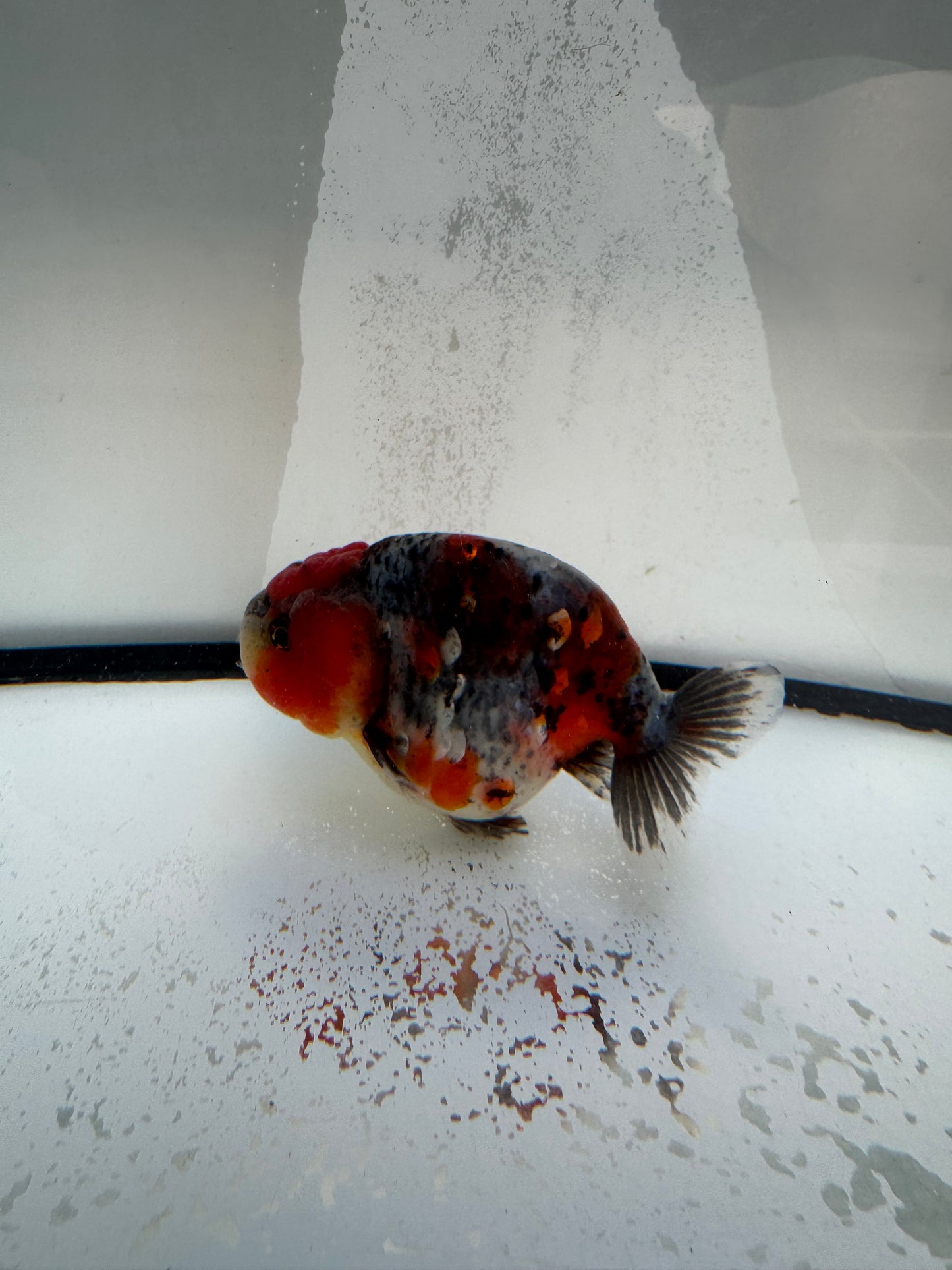 Calico Ranchu. WVF1098