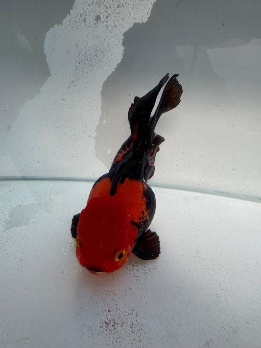 Apache Oranda. WVF350