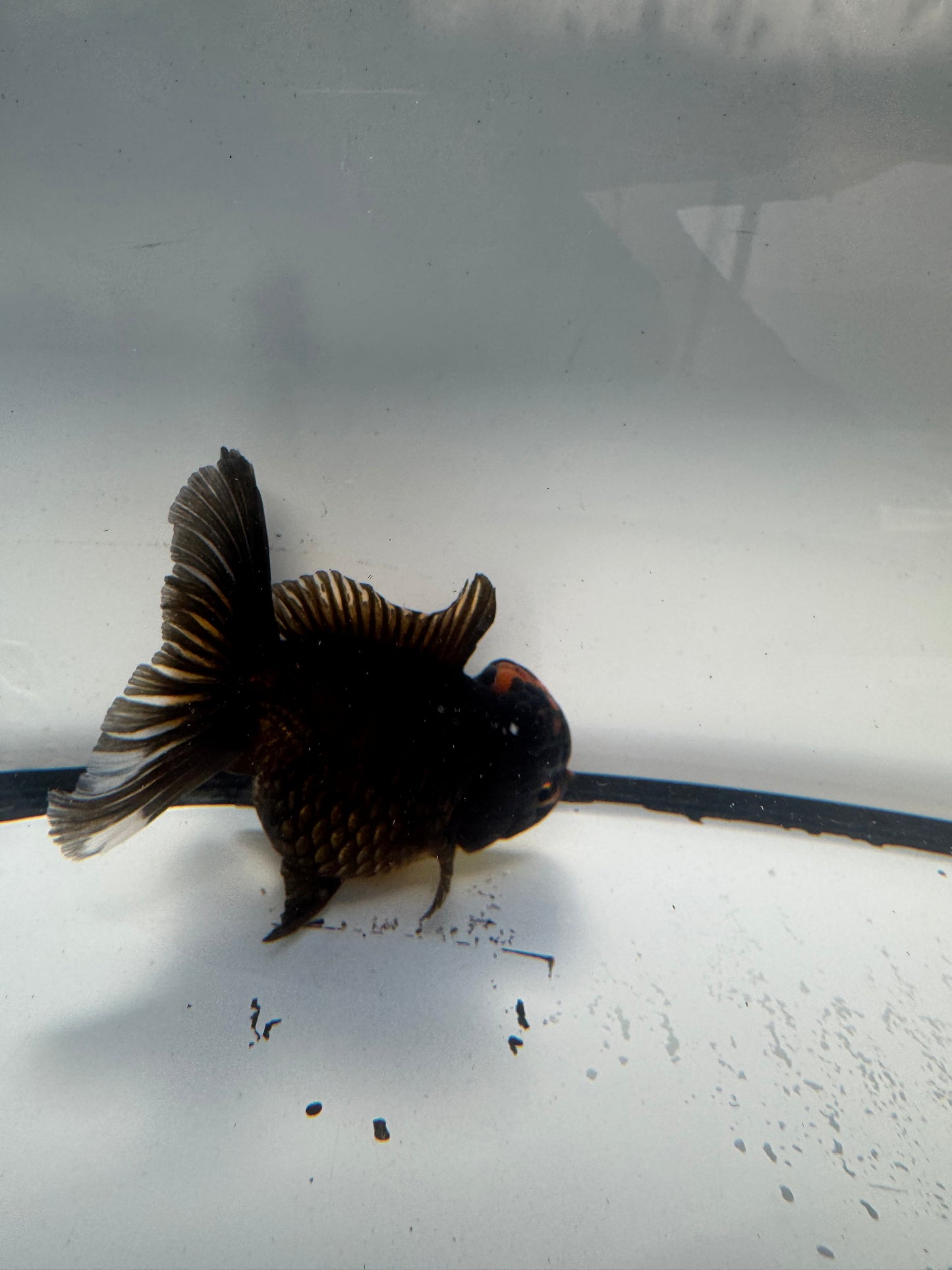 Oranda. WVF908