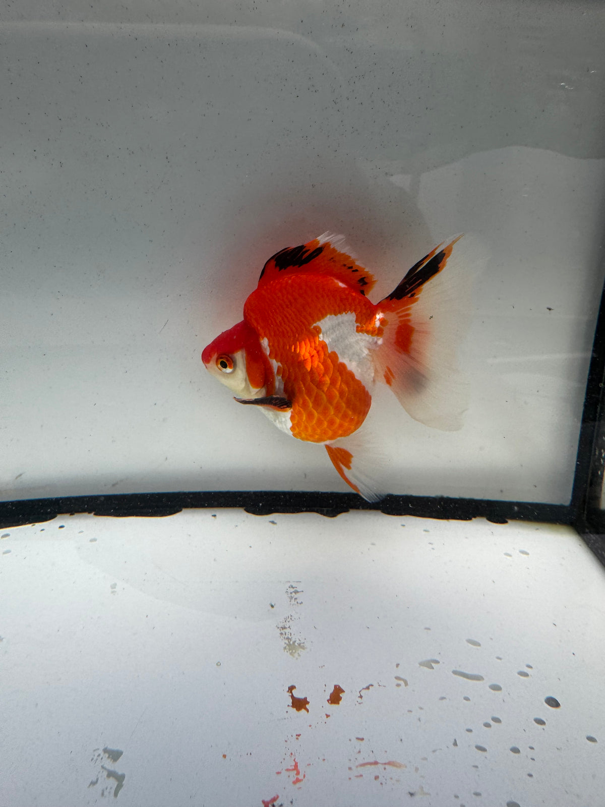 Red&white Ryukin.  WVF1201
