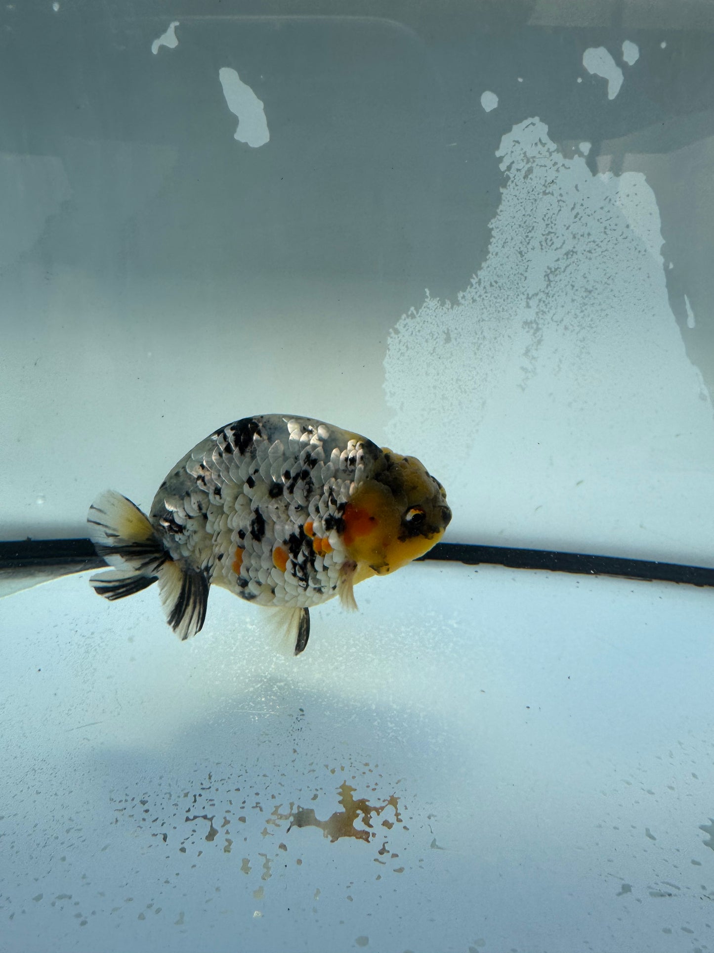 Metalic calico Ranchu.  WVF1090