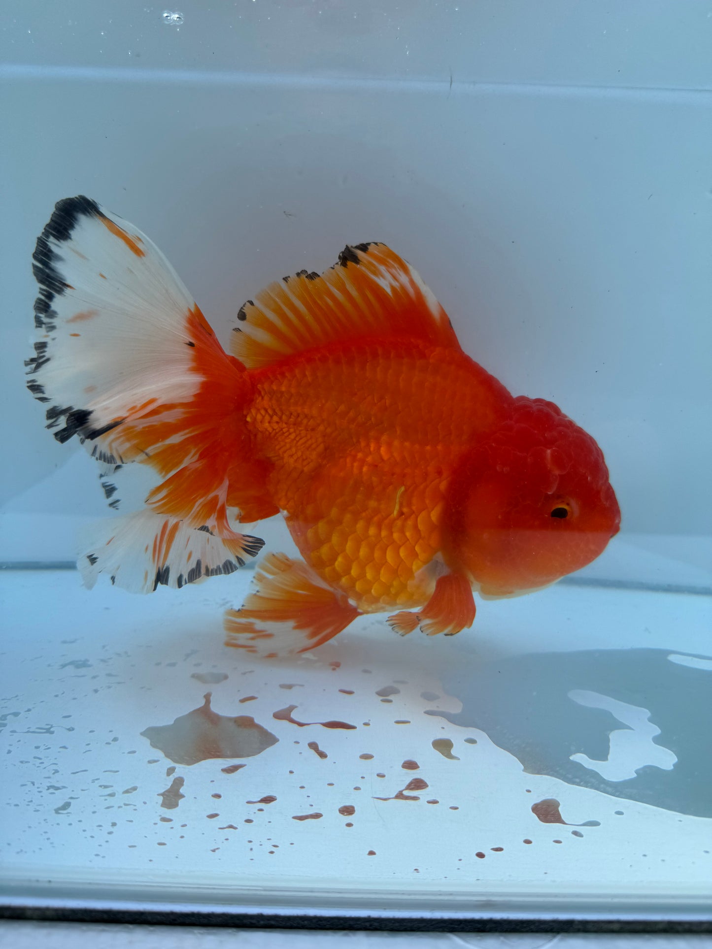 Red&white Oranda.  WVF055