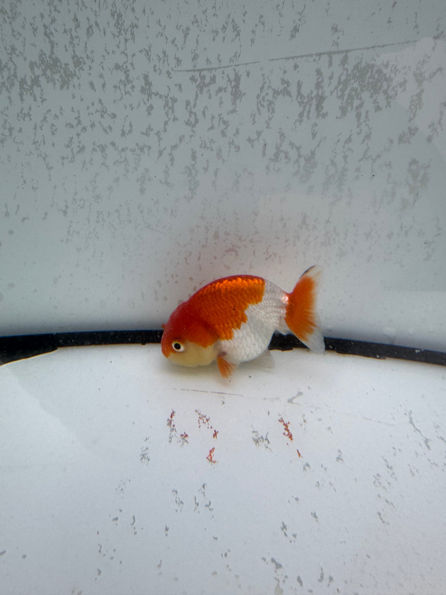 Red&white Ranchu. WVF500
