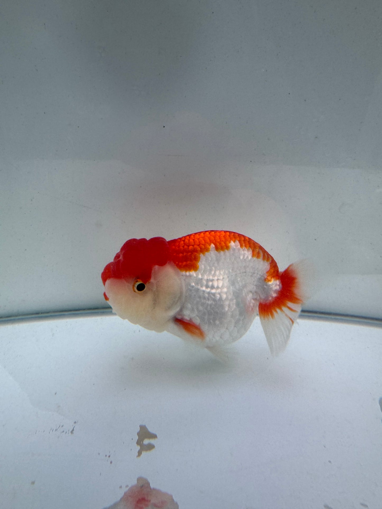 Red&white hybrid buffalo ranchu. WVF093