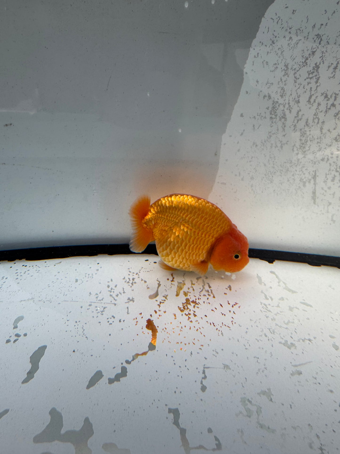 Red Ranchu. WVF727