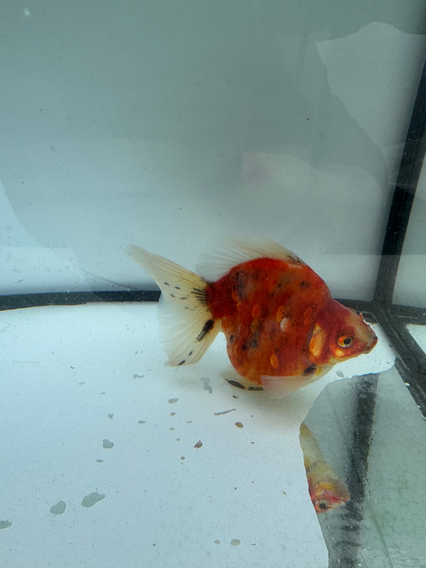 Broadtail Calico Ryukin. WVF704