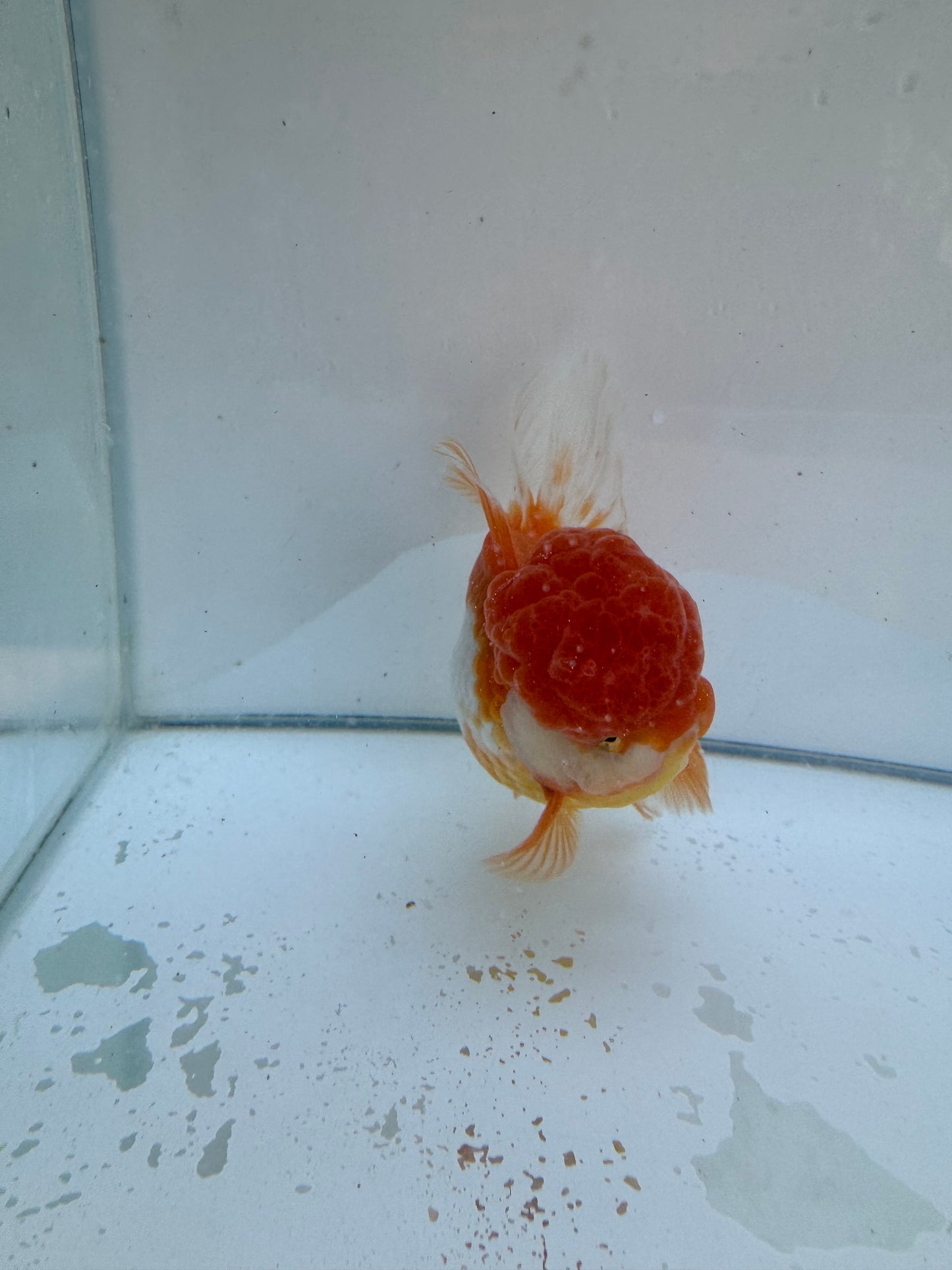 Red&White Oranda.  WVF068