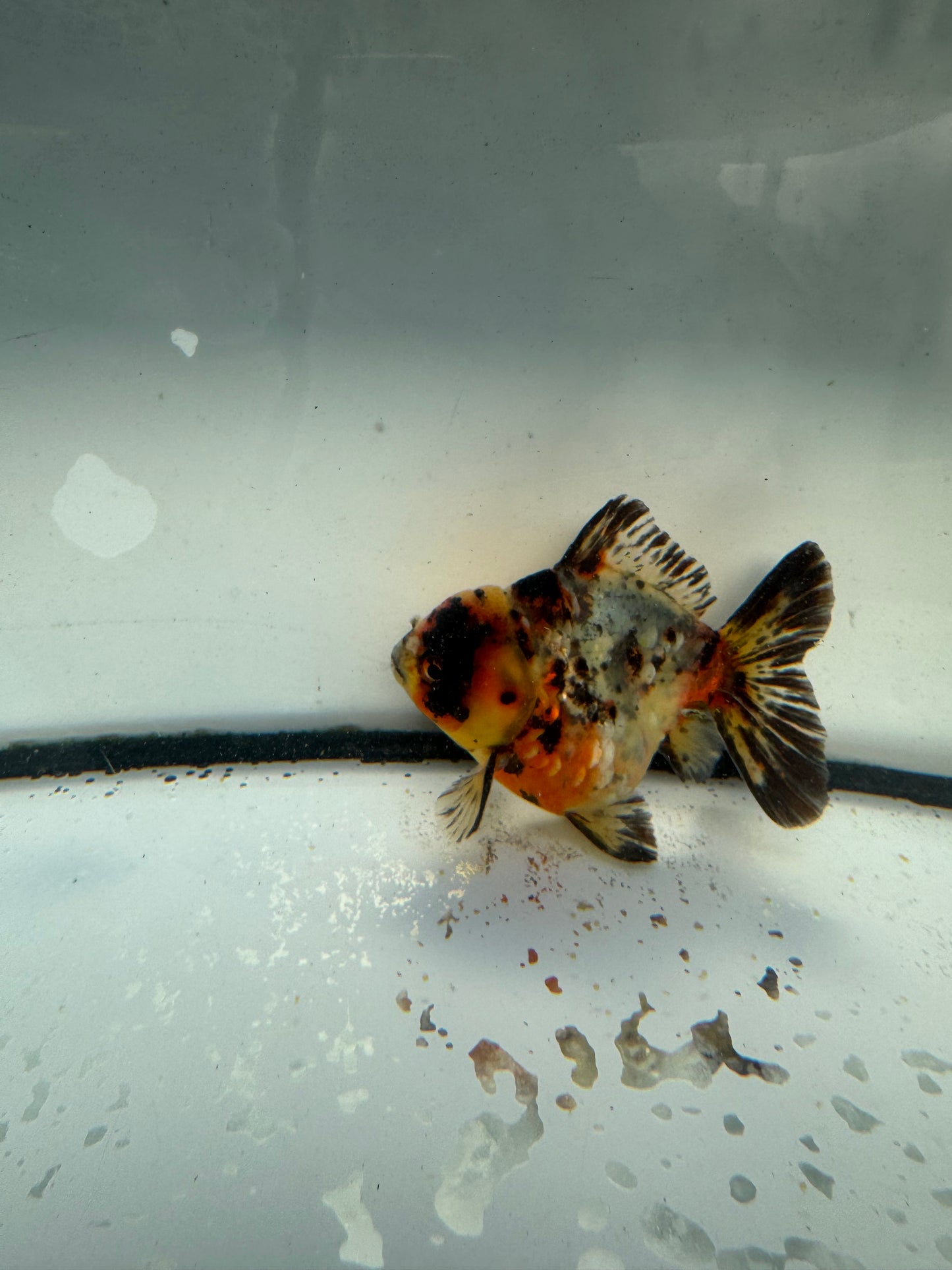 Calico short tail Oranda. WVF1055