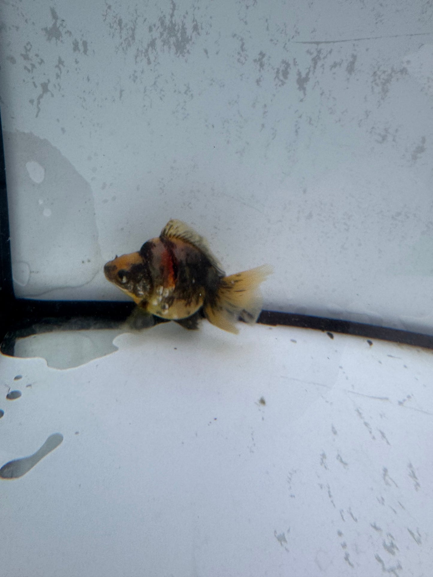 Calico broadtail Ryukin. WVF582