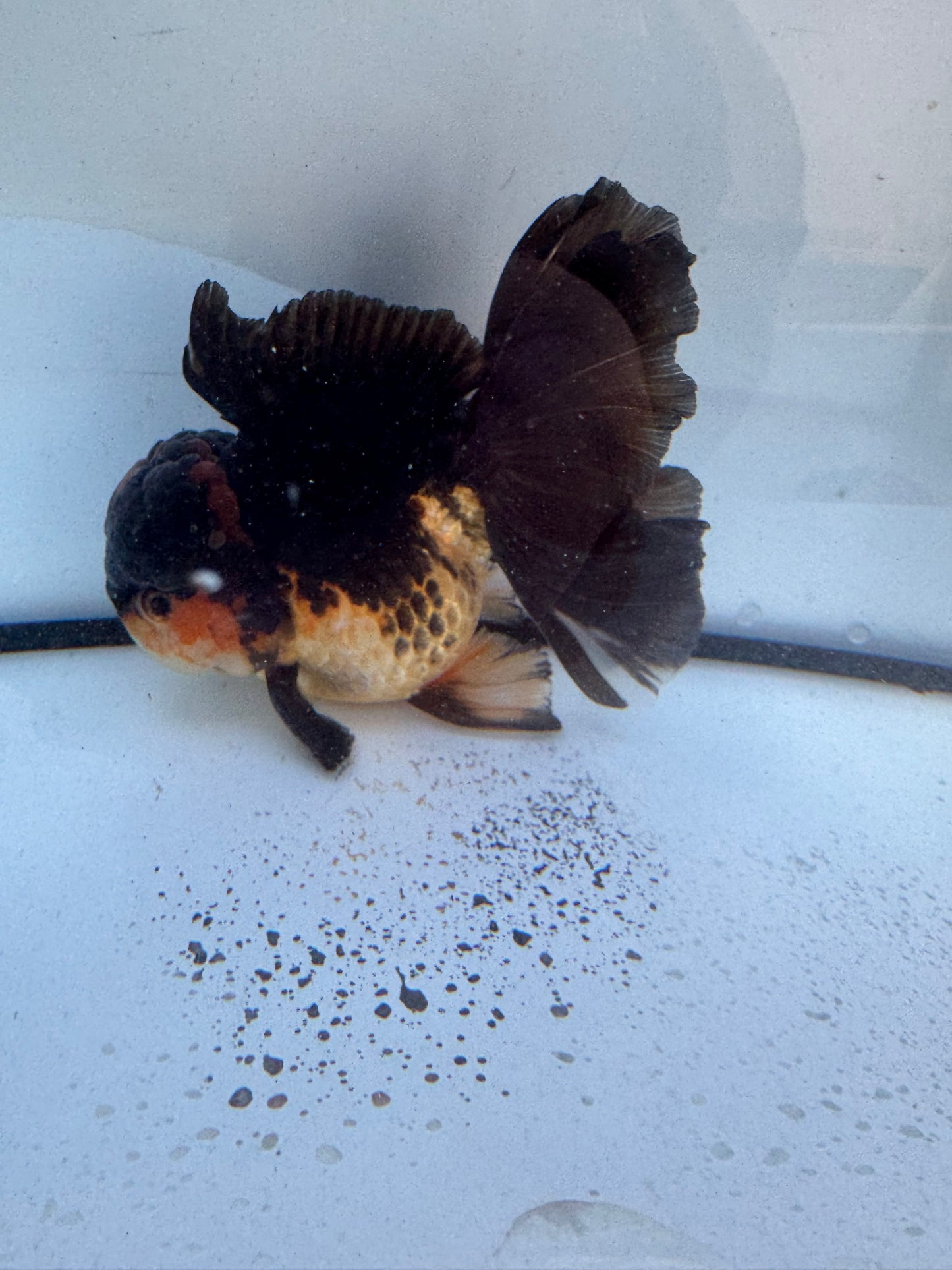 Red&black Oranda. WVF605