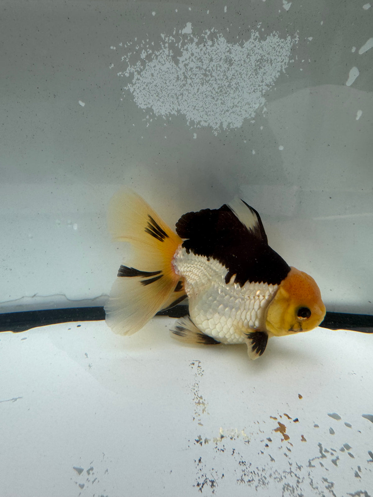 Panda Oranda. WVF1204