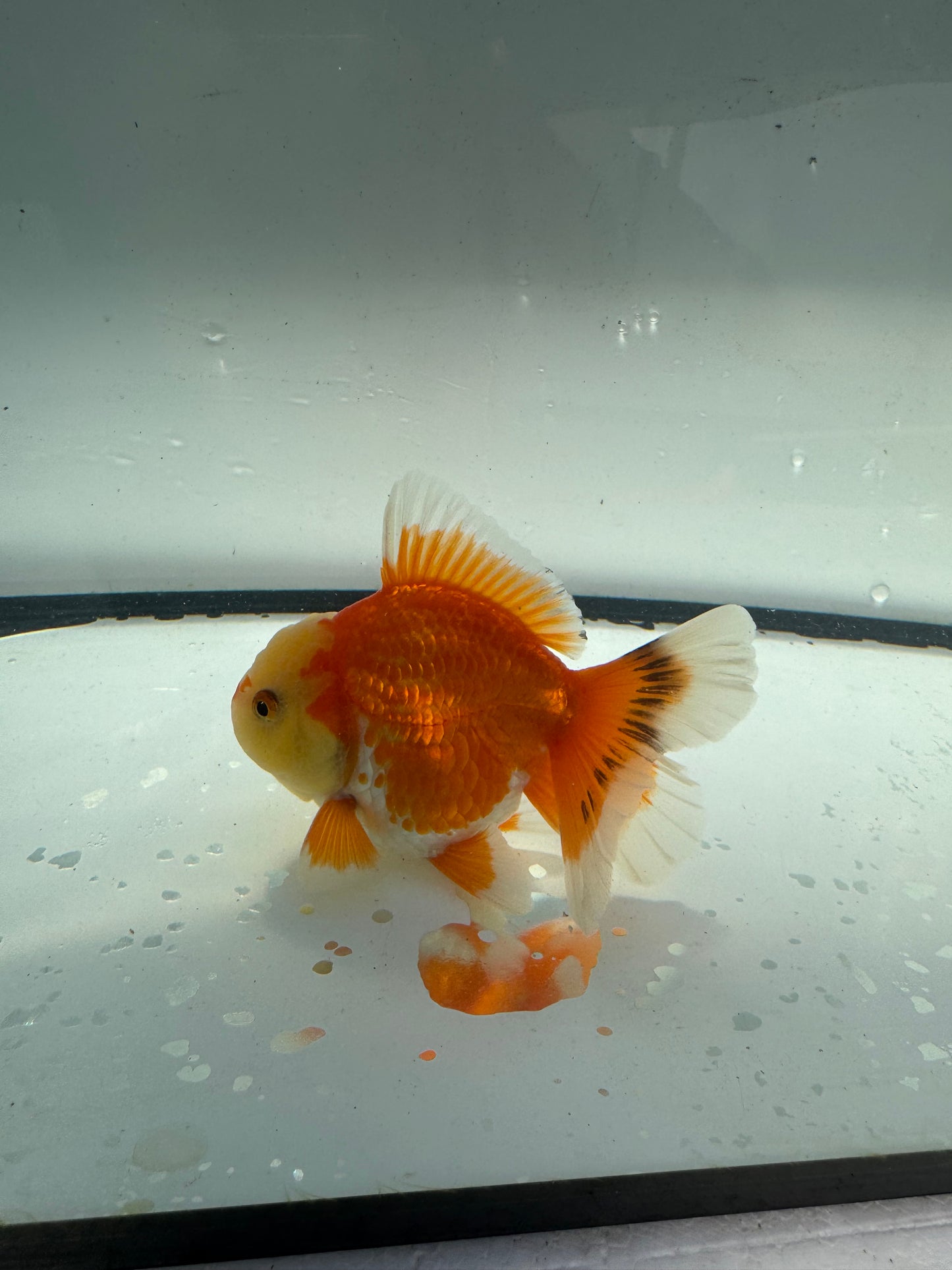 Red&white Oranda. WVF944