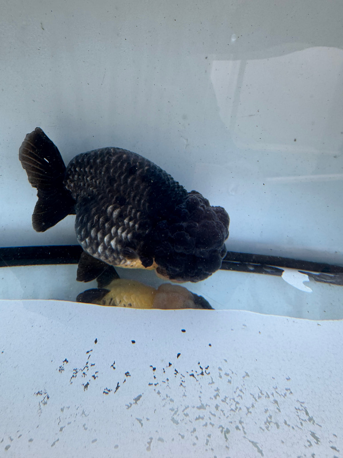 Ochiba Ranchu. WVF1241