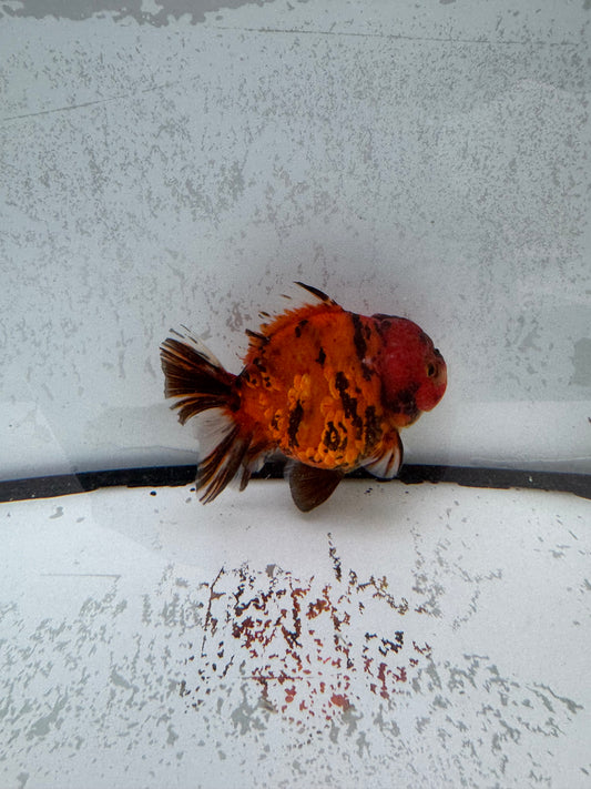 Red Tiger Oranda direct from Jack shogun WVF464