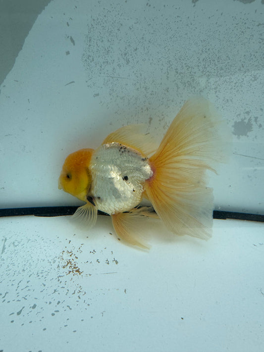 Panda lemon head. WVF1132
