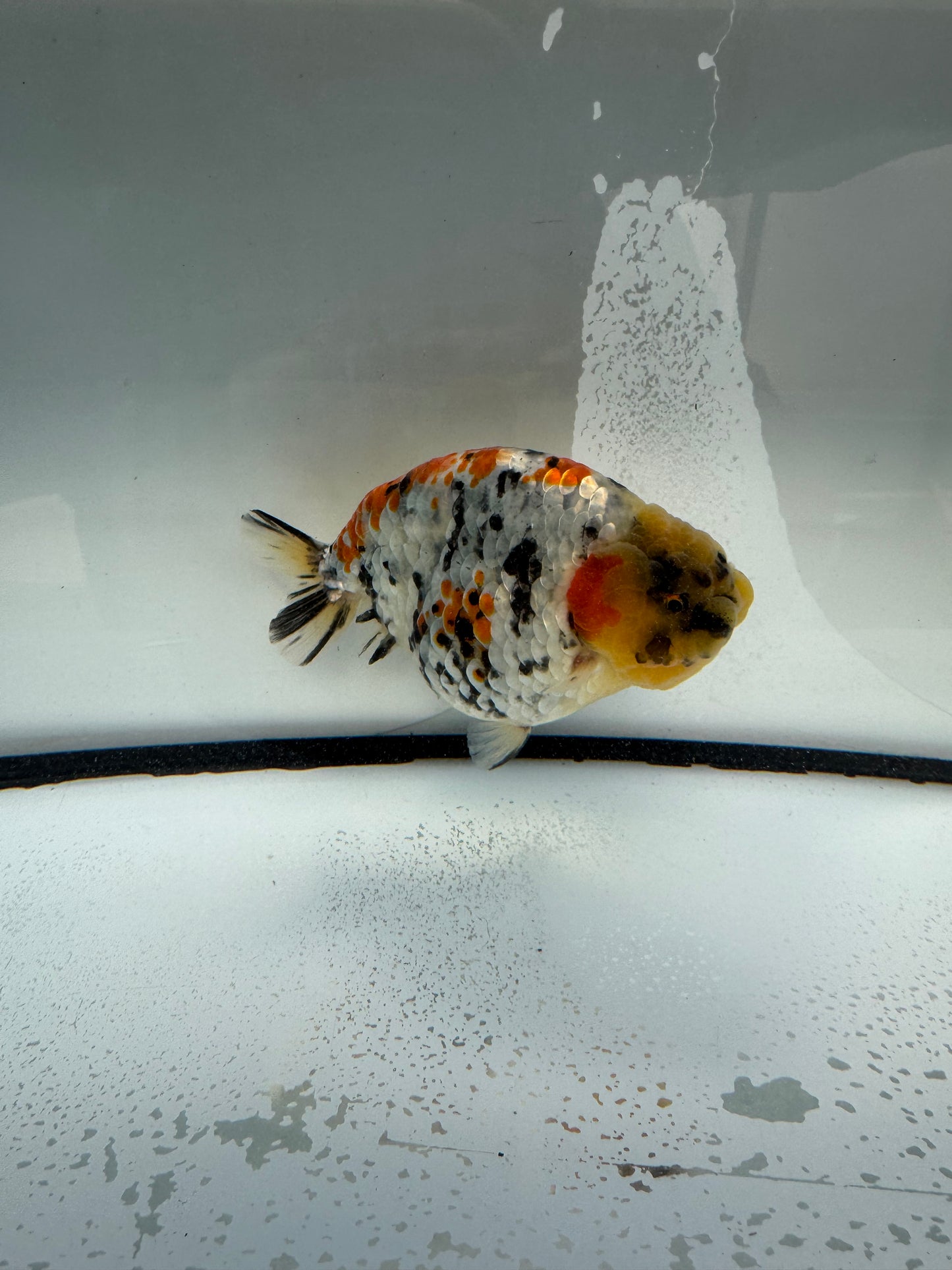 Metalic calico Ranchu. WVF1082