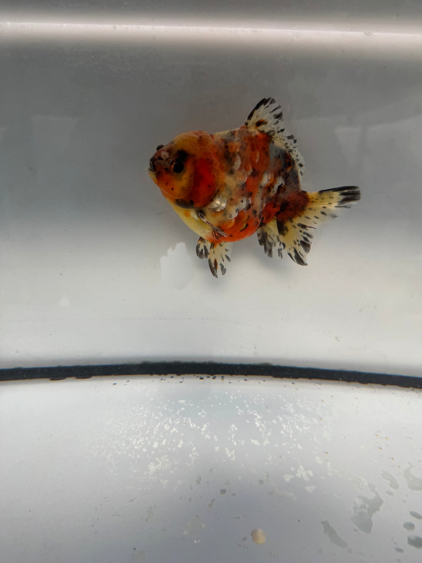 Calico short tail Oranda. WVF1057